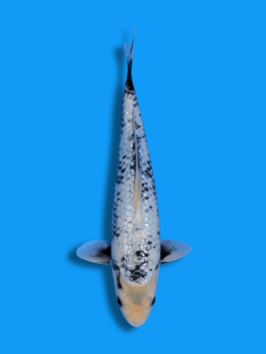 Ginrin Matsukawabake | Koi&Co.